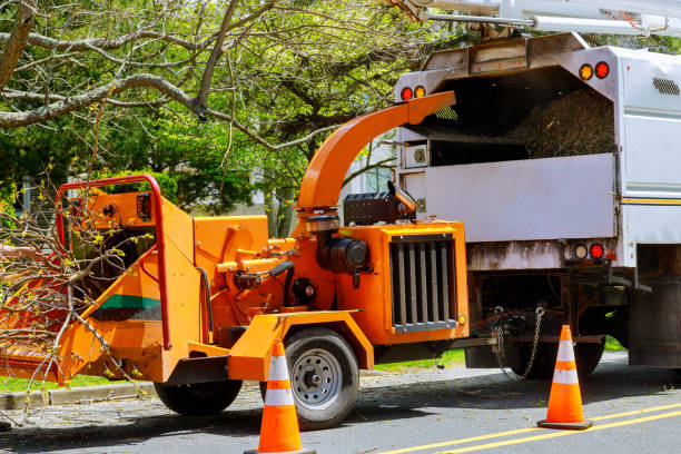 Best Best Tree Removal Services  in Union City, CA